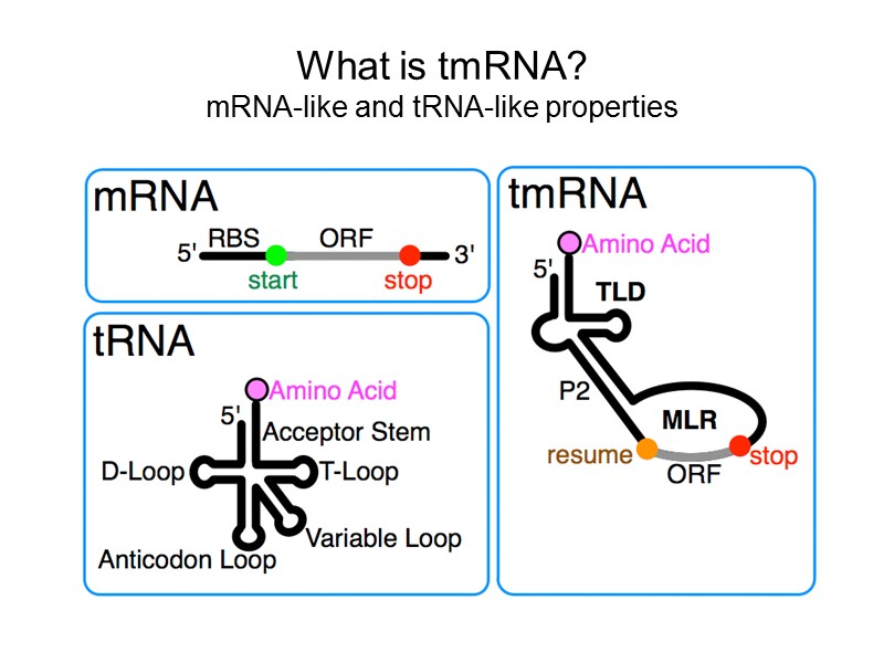 What is tmRNA? mRNA-like and tRNA-like properties